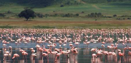 Ngorongoro Crater game drive