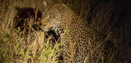 Night Drives in the Tarangire