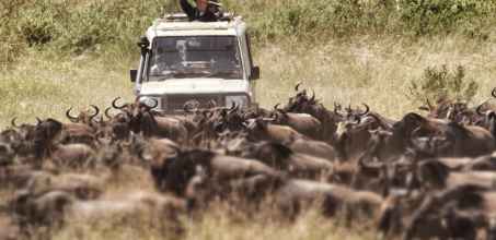 Search for the migration herds