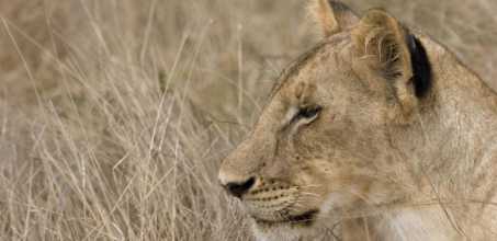 Searching for big cats in Ruaha