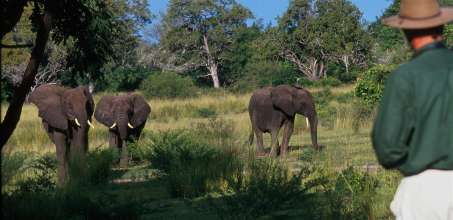 Selous walking safari