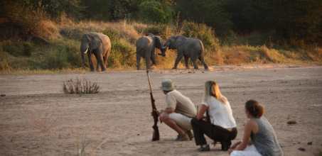 Walking safaris in Ruaha