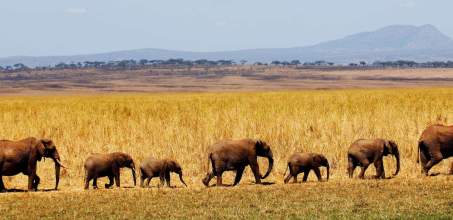 Wildlife in the Tarangire