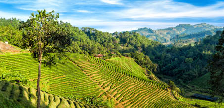 Hloyo Akha Hilltribe Experience
