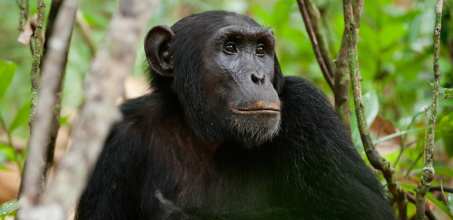 Chimp trekking in Kibale Forest