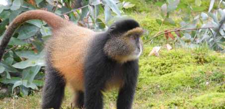 Golden Monkey Trekking