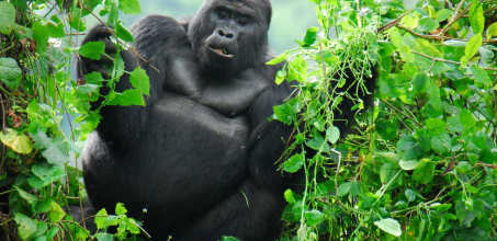Gorilla Trekking in Uganda