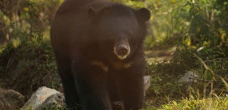 Full day Cuc Phuong National Park & Bear Sanctuary