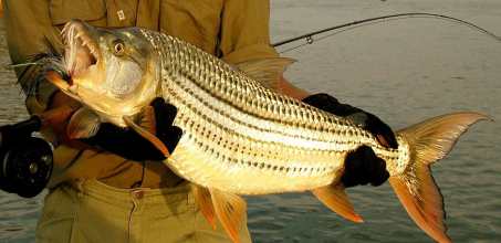 Fishing on the Zambezi River