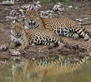 Wildlife - Caiman Ecological Refuge