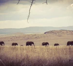 Elephant Breeding Herd - Lewa House 
