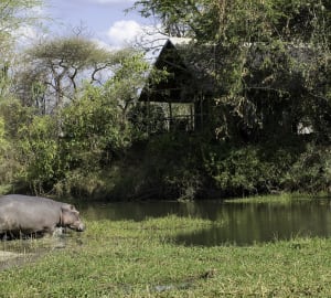 A Hippo - Mvuu Lodge