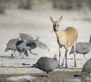Duiker and guinea fowl by watering hole 