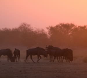 Wildebeest at sunset - Safarihoek Lodge