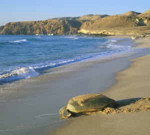 Beach - Ras al Jinz Turtle Reserve