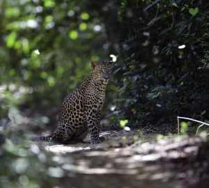 Magical sightings - Wilpattu National Park