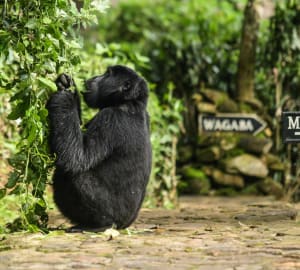 Gorilla at the lodge - Volcanoes Bwindi Lodge