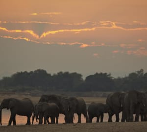 Elephants - Mfuwe Lodge