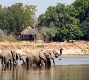 Elephants - Nsefu Camp