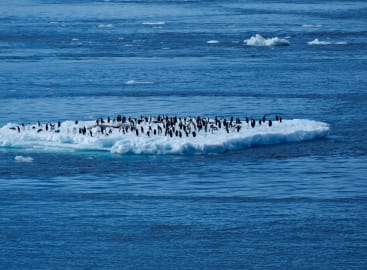 Wild Encounters: Antarctic Peninsular & The Weddell Sea