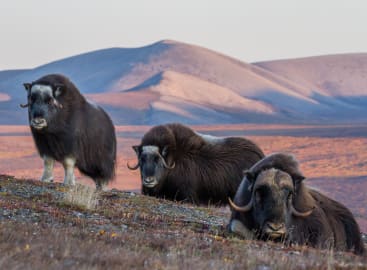 Discovering the Northwest Passage