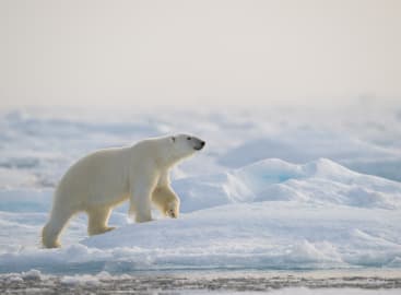 Svalbard Wildlife Expedition