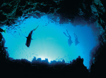 Wild Encounters: Outback, Rainforest and Reef