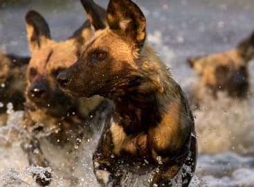 Wild Botswana