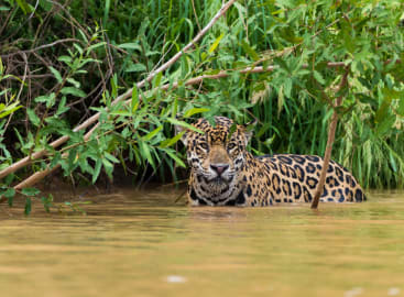 Wild Brazil: Amazon & Pantanal Adventure