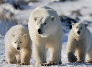Great Ice Bear Adventure