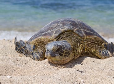 Galapagos & Ecuador with Kids