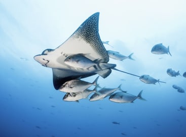 Galapagos & Ecuador Highlights