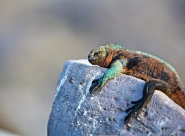 Family Fun in Galapagos & Ecuador