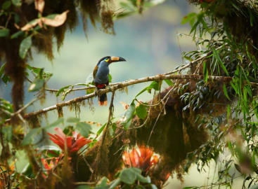 Epic Galapagos & Ecuador