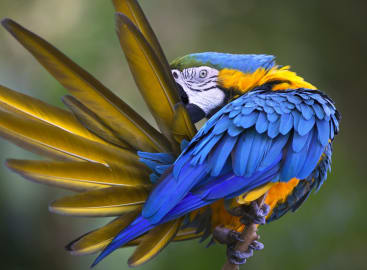 Wild Galapagos & Ecuador