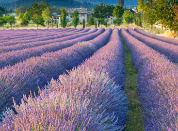 Classic Paris, Provence & the French Riviera