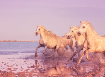 Wild Encounters: Southern France