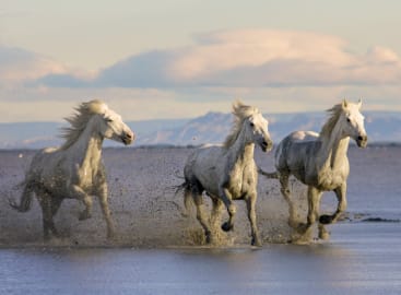 Wild Encounters: Southern France