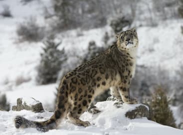 Epic India: Spotting Snow Leopards