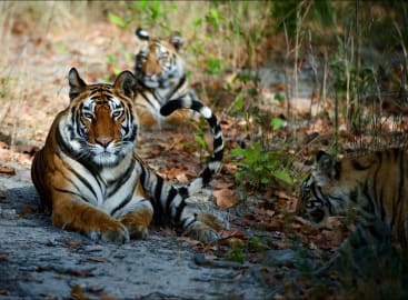 Wild Encounters: Central India