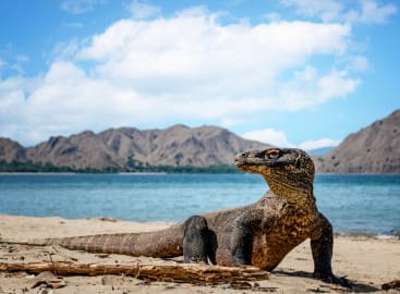 Bali, Komodo, and Australia: A Journey Through Paradise and Beyond