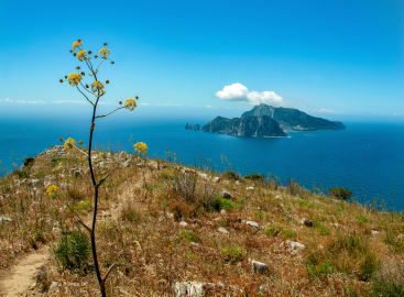 Wild Encounters: Italy