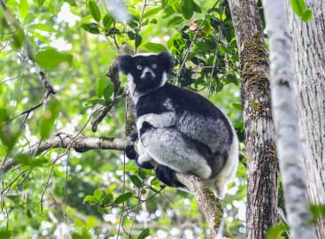 Family Fun in Madagascar and Mauritius