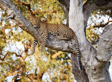 Limitless Zambia and Madagascar