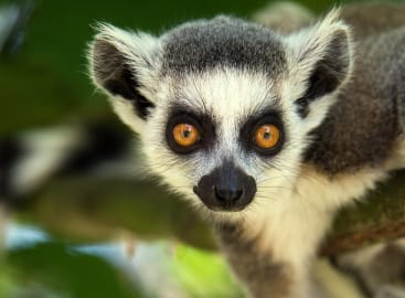 Wild Madagascar
