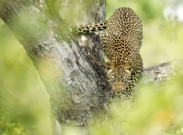 Limitless Mozambique and South Africa