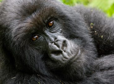 Highlights of Rwanda and South Africa