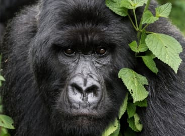 Limitless Tanzania and Rwanda