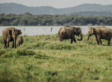 Sri Lanka: Cultural and Coastal Bliss