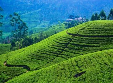 The Best of Sri Lanka: Culture, Wildlife & Coast